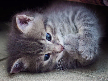 Falling asleep, kitten, animal, grey, kitty, cat, falling, dream, asleep, sleep, grey kitty HD wallpaper