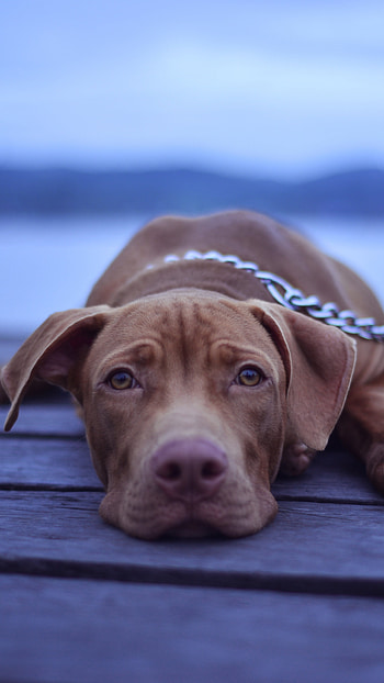 Dog muzzle, Animal, Relaxed, Sony Xperia Z5 HD phone wallpaper