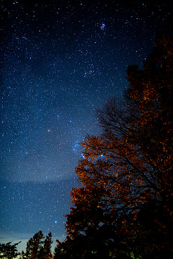 Stars, Night, Dark, Wood, Tree, Starry Sky, Darkness HD phone wallpaper