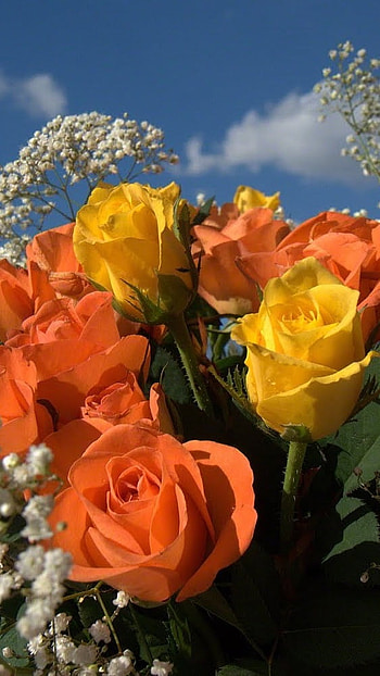 Beautiful Flowers Roses, Orange Roses HD phone wallpaper