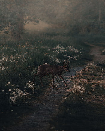 A solitary deer gracefully crosses a narrow woodland path at twilight, surrounded by lush foliage. HD phone wallpaper