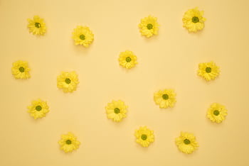 Bright yellow flowers arranged on a seamless yellow background for summer-themed design. HD wallpaper