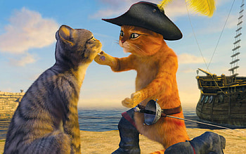funny cats, cats, cat, funny, beautiful HD wallpaper