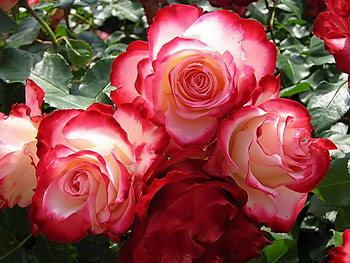 Plants, Flowers, Roses HD wallpaper
