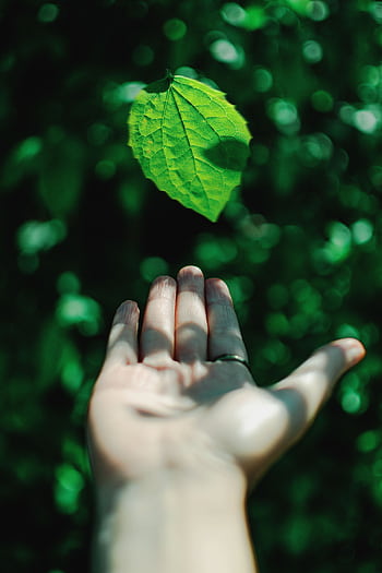 Close-up of a hand reaching out to a green leaf, showcasing nature's freshness. HD phone wallpaper