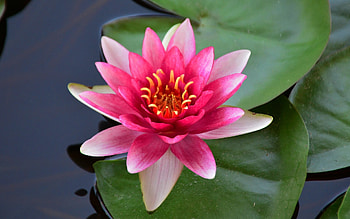 Waterlily, pink, leaves, flower, water HD wallpaper