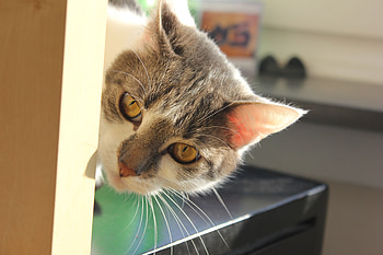 Animals, Cat, Muzzle, Ears, Peek Out, Look Out HD wallpaper