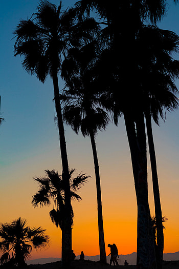 Nature, Trees, Sunset, Palms, Silhouettes, Tropics HD phone wallpaper