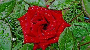 Plants, Flowers, Roses HD wallpaper