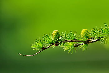 Macro shot of a green pine branch with cones and needles against a blurred background. HD wallpaper