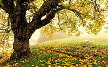 Old tree in the fall, autumn, tree, park, bench, colorful, fall, mist, old, leaves, rest, branches, foliage HD wallpaper