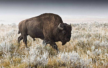 White buffalo's allure, Rare beauty, Ethereal presence, Symbol of spirituality HD wallpaper