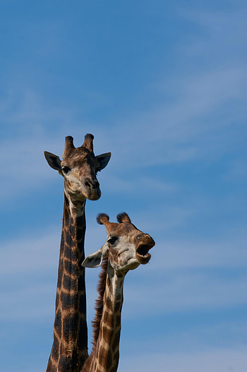 Animals, Stains, Spots, Giraffe, Neck HD phone wallpaper