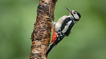 The great spotted, Woodpecker HD wallpaper