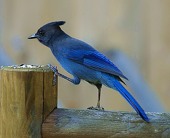 Step up to the plate, stepping up, bird feeder, Steller jay, seed, blue feathers HD wallpaper