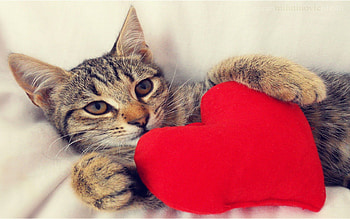 Showing some Love, sweet, kitty, cute, cat, valentine, love, adorable, heart, valentine day, grpahy HD wallpaper