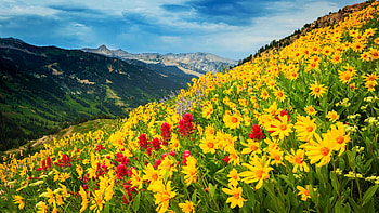 Golden wildlfowers in Little Cottonwood Canyon, Wasatch Mountains, Utah, yellow, blossoms, red, clouds, sky, flowers, mountains, usa HD wallpaper