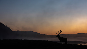 Elk Sunrise, elk, animals, sunrise HD wallpaper