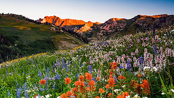 Wildflowers in Albion Basin, Utah, hills, blossoms, clouds, landscape, sky, mountains, usa HD wallpaper