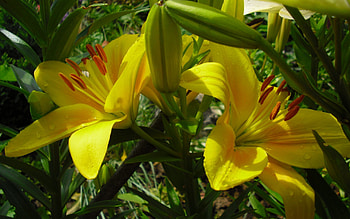 Lilies, leaves, flowers, buds, yellow HD wallpaper