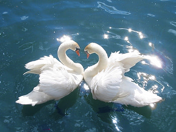 Animals, Birds, Water, Swans HD wallpaper