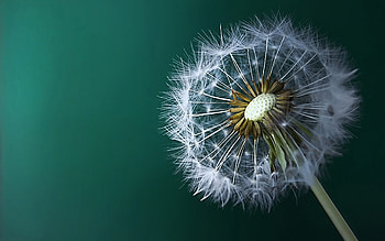 Dainty dandellion, background, natural, white, graphy, green, nature, flowers, dandellion HD wallpaper