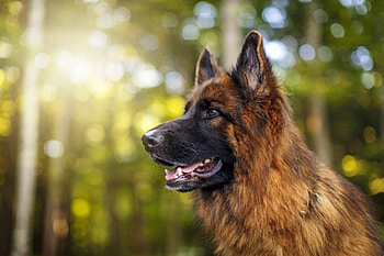 German shepherd, dog, sweet, animal, dogs, cute, beautiful, puppys, puppy, pretty, animals, lovely HD wallpaper