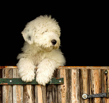 waiting, puppy, pet, fence HD wallpaper