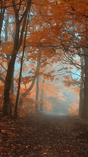 Misty Autumn Forest, nature, tree HD phone wallpaper
