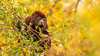 Howler Monkey, wildlife , Primate portraits, Ultra nature HD wallpaper