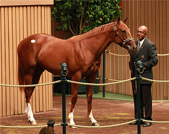 Yearling Sales, horses, yearling, sales, young HD wallpaper