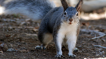 Animals, Squirrel, Grey, Animal HD wallpaper
