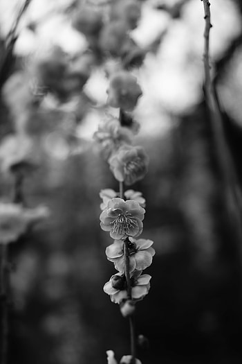 Flower, Macro, Bloom, Flowering, Branch, Bw, Chb, Spring HD phone wallpaper