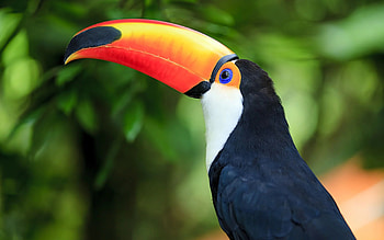 Toucan, Toco Toucan , Top backgrounds, Vibrant colors HD wallpaper