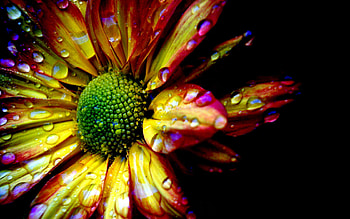 Picaturi De Apa Pe Floare, rain, color, flower, colors, flowers HD wallpaper