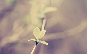 Grass, Macro, Glare, Branch, Sprout HD wallpaper