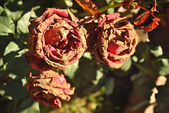 Flowers, Petals, Branch, Buds, Dry Rose HD wallpaper