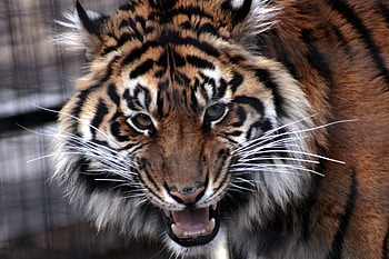 Animals, Aggression, Grin, Muzzle, Predator, Tiger, Anger HD wallpaper