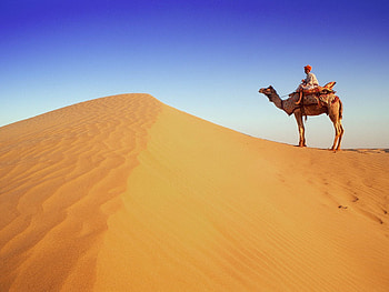 Animals, Landscape, Sand, Desert, Camels HD wallpaper