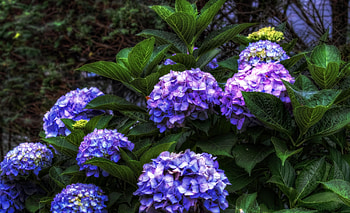 Flowers, Leaves, Bush, Bloom, Flowering, Greens, Hydrangea HD wallpaper