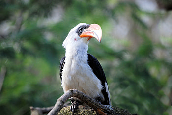 Animals, Bird, Beak, Kalao, Calao HD wallpaper
