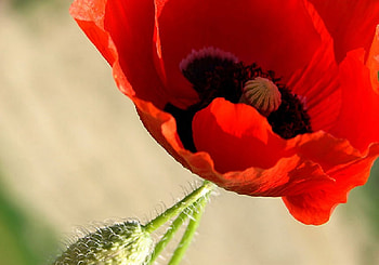 Remember, poppy, red, flower HD wallpaper