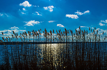 Plants, sea, sunny day, nature, blue sky HD wallpaper
