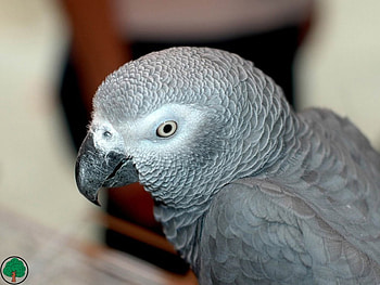 adi, birds, animals HD wallpaper
