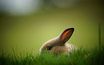 Rabbit wonderland, hop, Nature's furry friends, Digital delight HD wallpaper