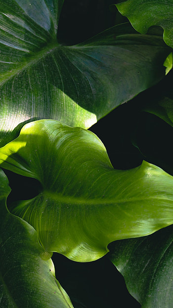 Xanthosoma roseum, Green Leaf HD phone wallpaper