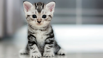 Kitten cat , Sweet and innocent, Playful and curious, Purrfectly adorable HD wallpaper