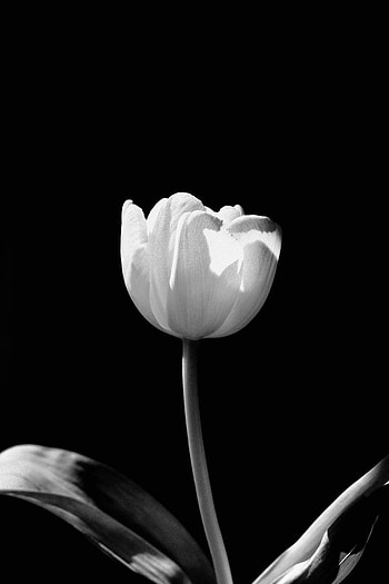 Flowers, Flower, Bw, Chb, Tulip HD phone wallpaper