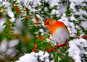 Winter - bird, winter, graphy, wonderful, snowflakes, snowflake, snow, trees, , sun, cold, beautiful, tree, nature, sky, lovely, splendor, ice HD wallpaper
