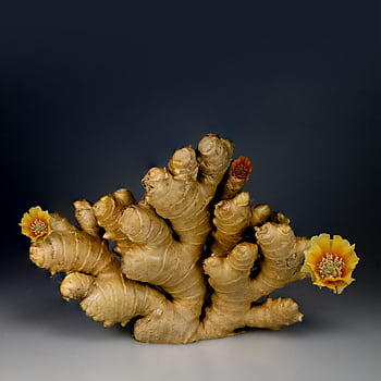 A dramatic still life of ginger root adorned with colorful flowers. HD wallpaper